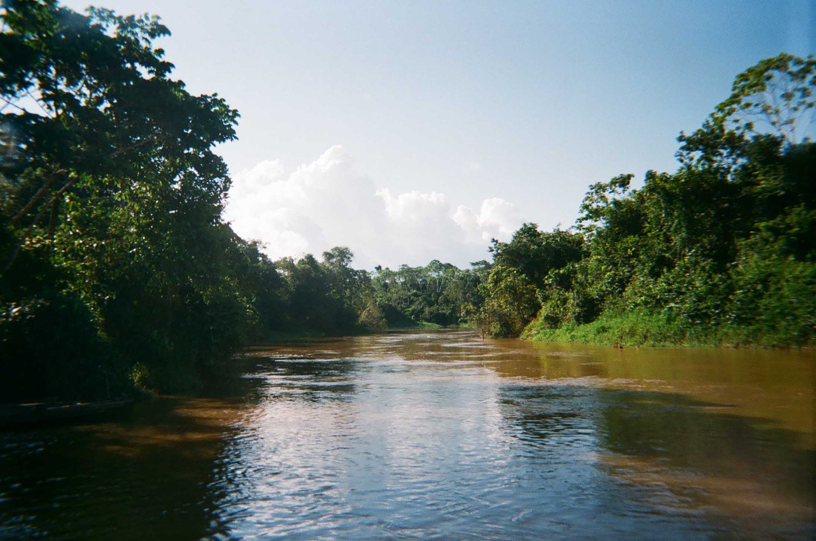 Amazon jungle